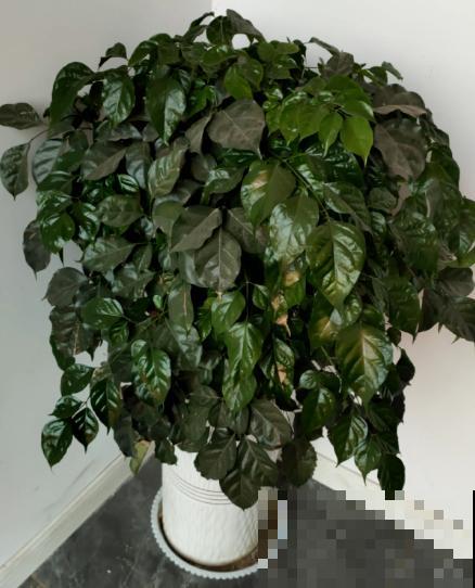 30种观叶植物,能观赏也净化空气,总有一种你养过 30种观叶植物,能观赏也净化空气,总有一种你养过