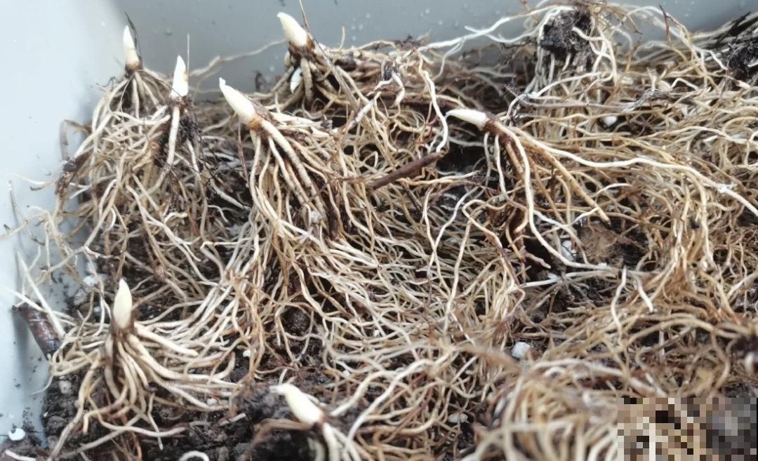 一把块根种土里，满枝条挂“铃铛”，开花满屋子高级香水味