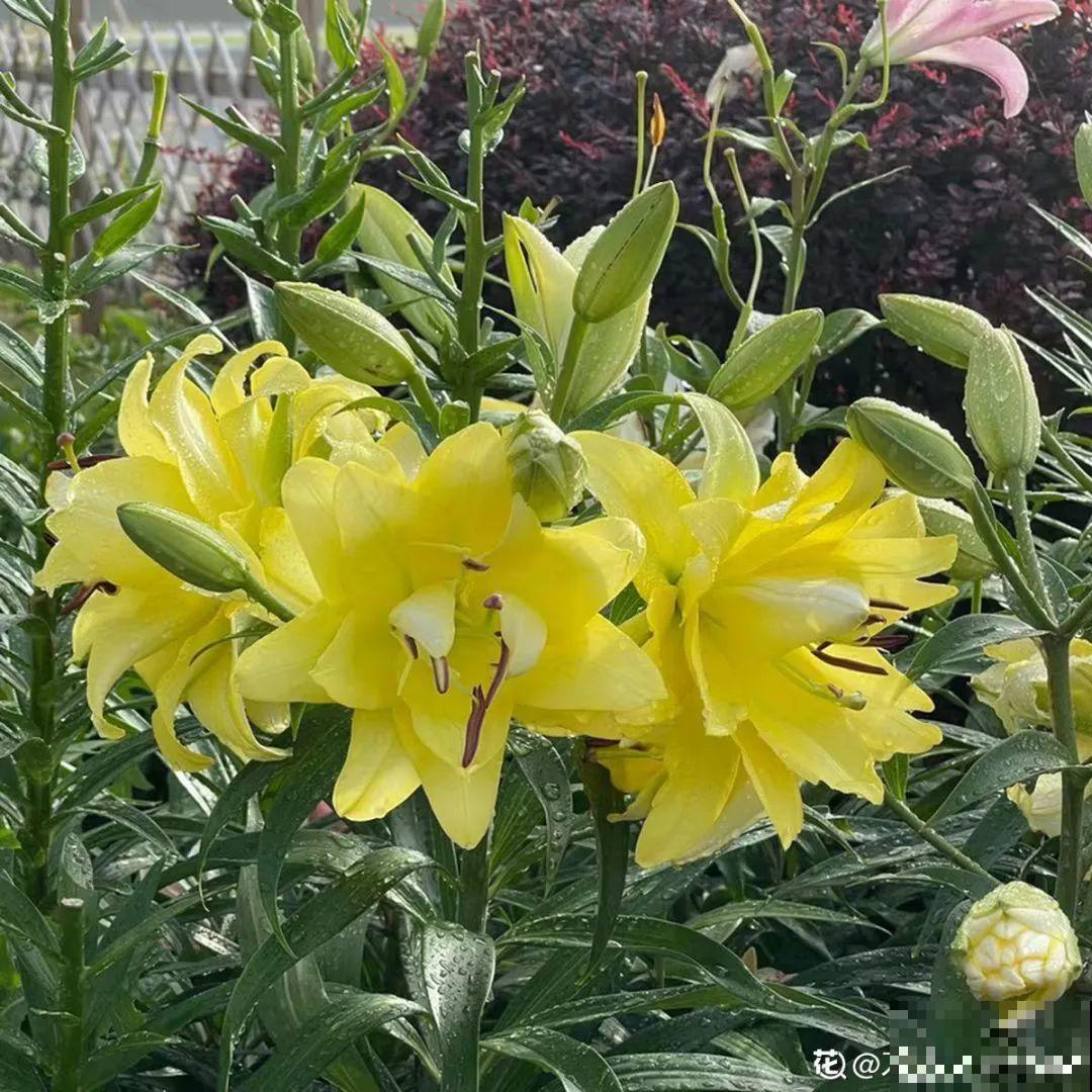 超好养的花，土里埋个“球”，俩月开出比脸大的花，满屋飘香