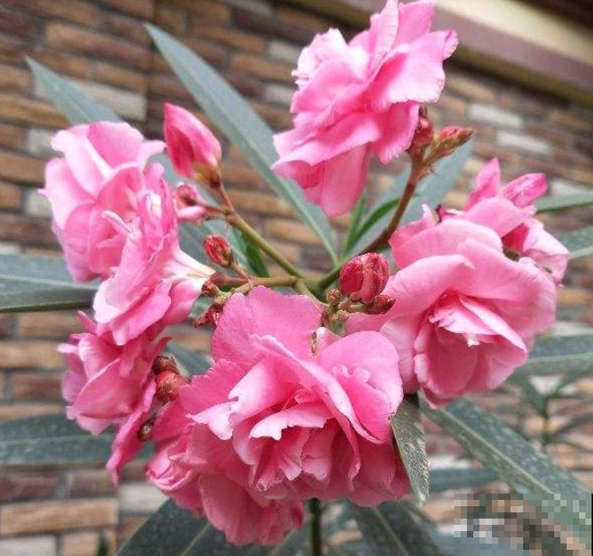 家居必备4种干净花，不招虫易养活，爱干净的人都爱养