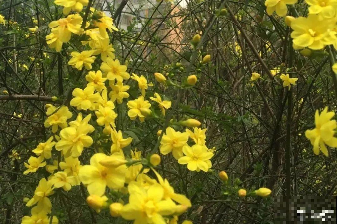 4组花长得太像,实在太容易认错,你能认出几个? 4组花长得太像,实在太容易认错,你能认出几个?