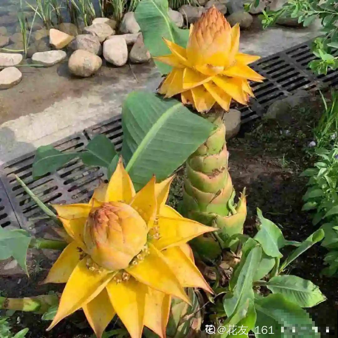 66万一盆的花,真是够贵的,打工几十年也攒不出一盆 66万一盆的花,真是够贵的,打工几十年也攒不出一盆