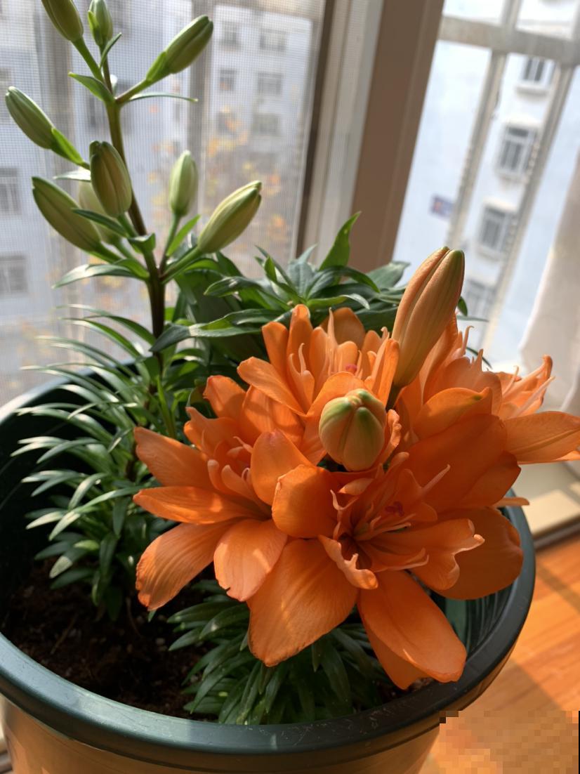 土里埋个百合种球，一周就冒芽，两个月开花，满屋子是香味