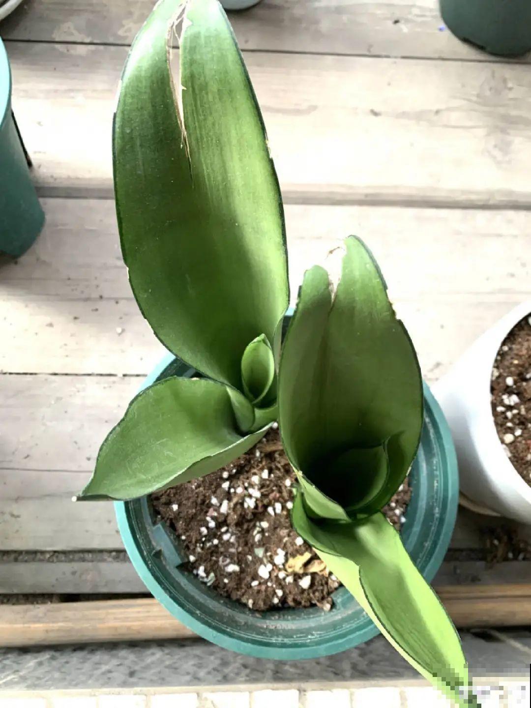 养花大棚倒闭,“贵货花”路边扔了一地,后悔没带个大麻袋 养花大棚倒闭,“贵货花”路边扔了一地,后悔没带个大麻袋