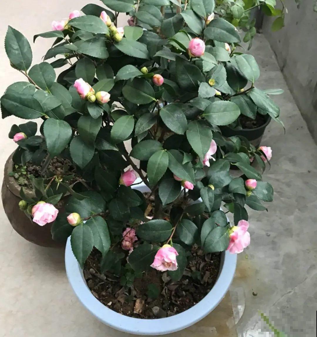 1种花特耐寒,冰天雪地也开花,颜色热闹火红 1种花特耐寒,冰天雪地也开花,颜色热闹火红