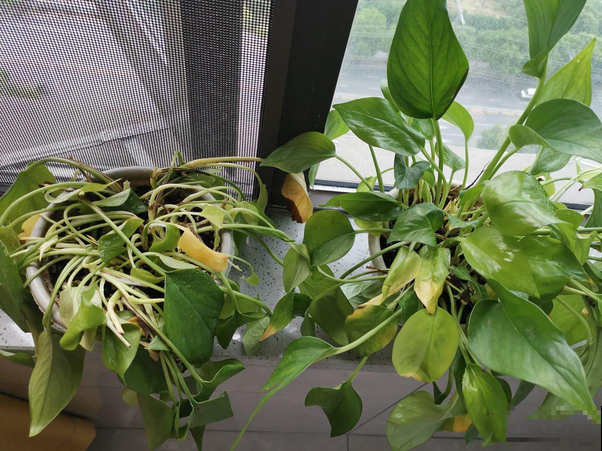 记住花草的“求救信号”，别让花草白白死去，到时候后悔就晚了