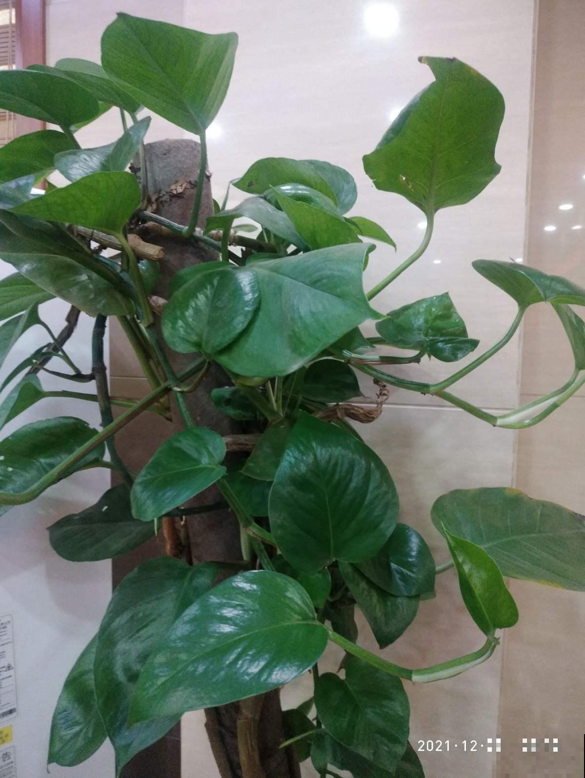 冬季绿萝怎么养,才能安全过冬,其实很多人都养错了 冬季绿萝怎么养,才能安全过冬,其实很多人都养错了