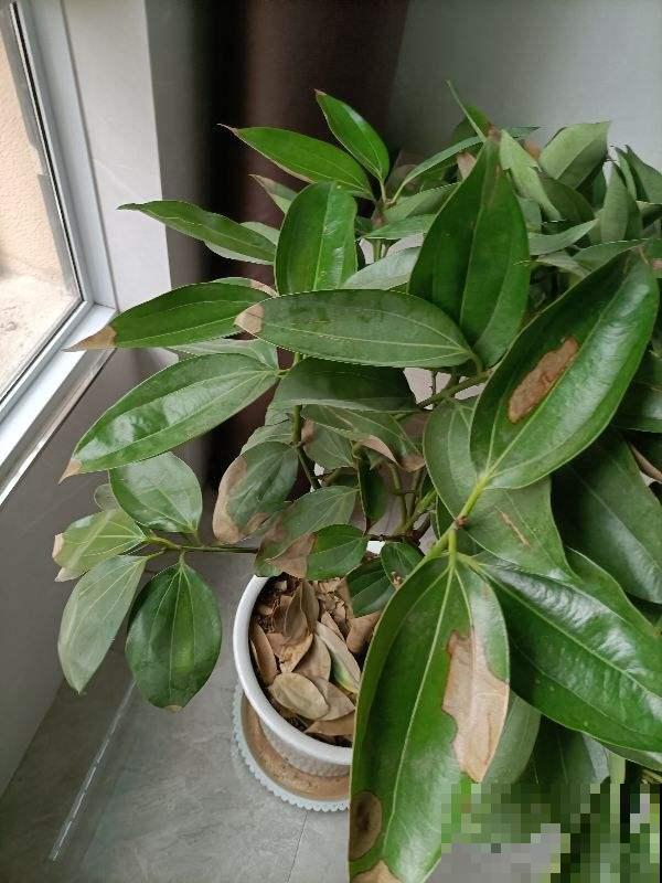 朋友开业搬新家，就送这9种植物，招财进宝面子十足