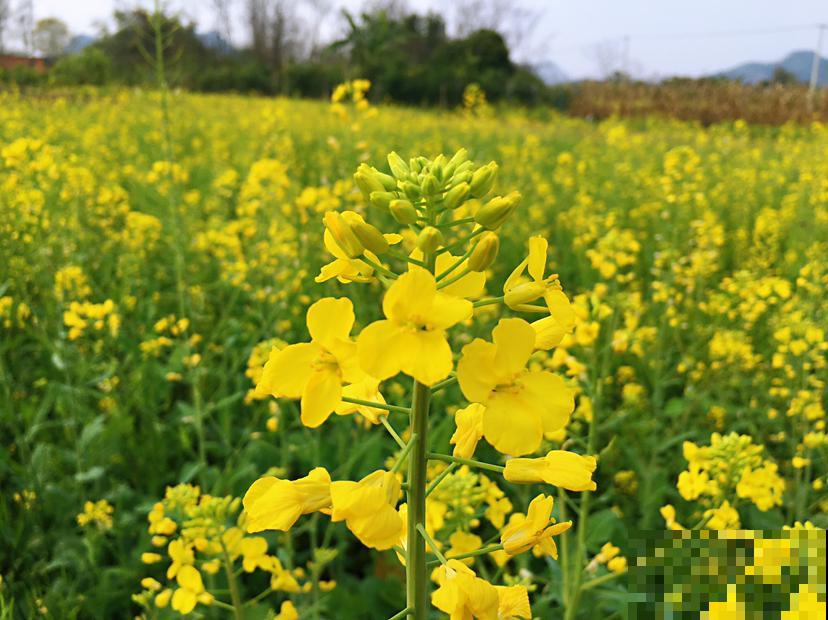 父母非要去乡下养花,拦都拦不住,两个月后却吵着要回家 父母非要去乡下养花,拦都拦不住,两个月后却吵着要回家