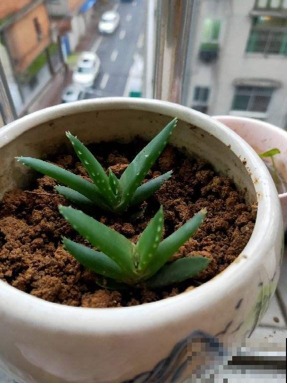 特怕水的4种植物，水别乱浇，长得能更好