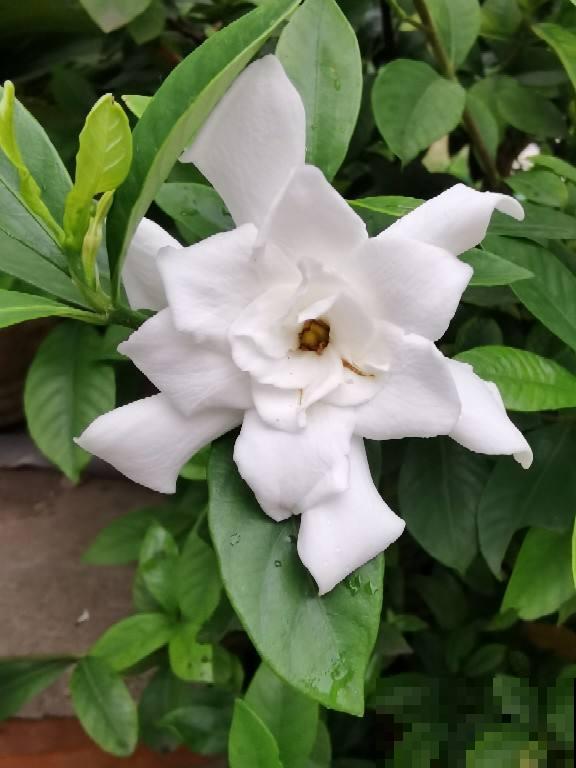 比香水还好闻的6种植物，秋冬种上它，满屋子都是香味