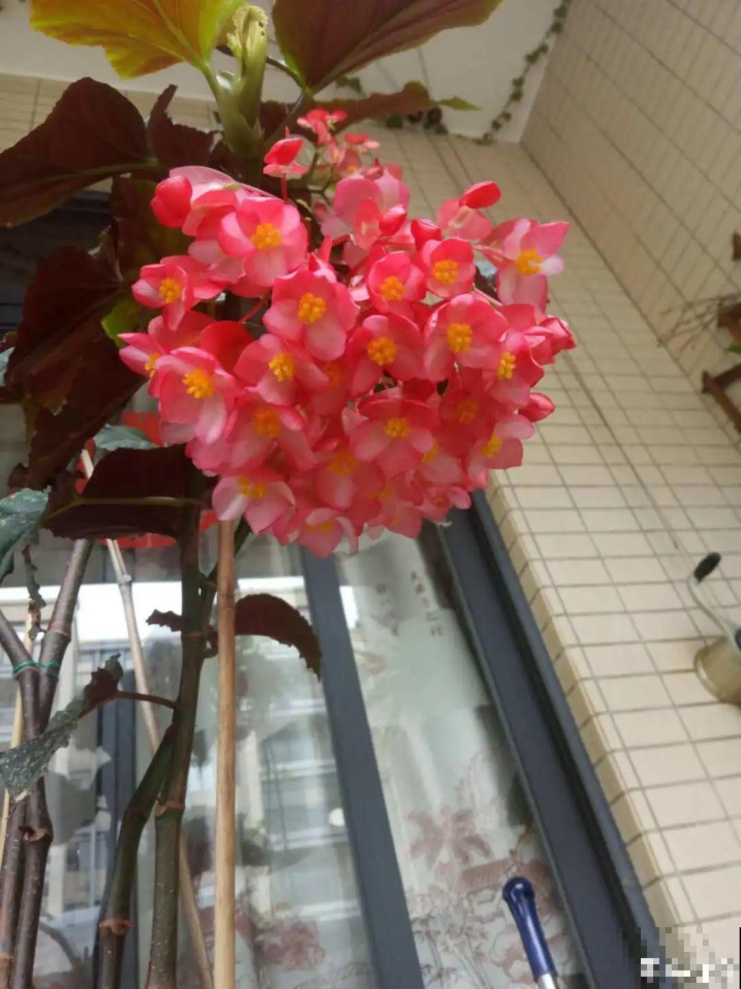 1种花俗称“摇钱树”，满盆长满小元宝，大吉大利，好看吉祥！