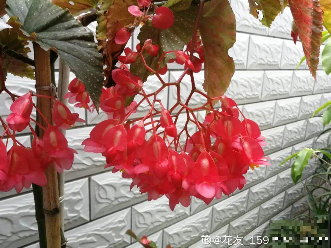 1种花俗称“摇钱树”，满盆长满小元宝，大吉大利，好看吉祥！