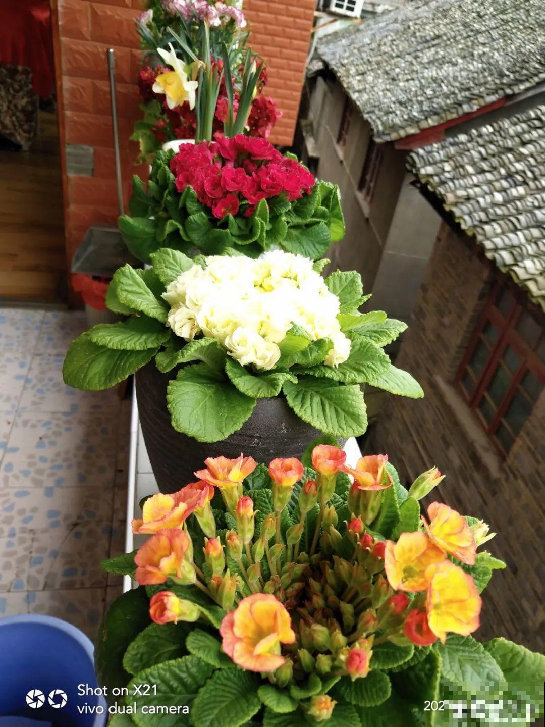 近几年新晋网红花,耐阴耐寒耐热,四季都能开花 近几年新晋网红花,耐阴耐寒耐热,四季都能开花