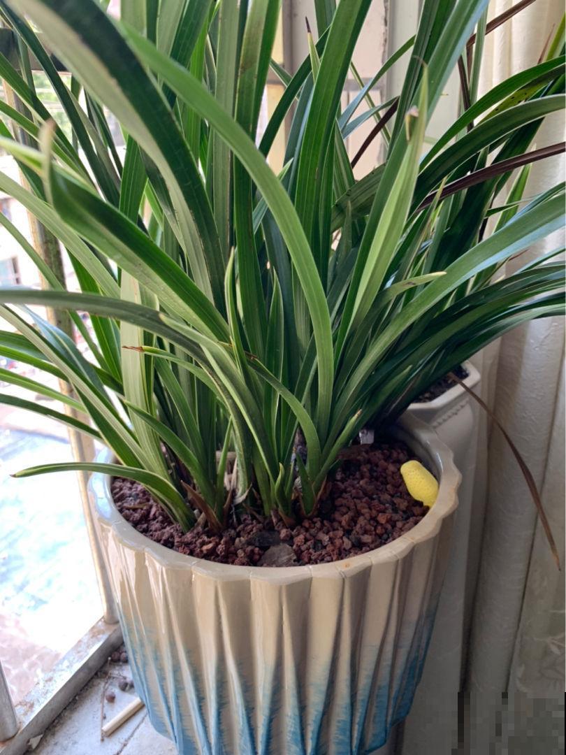 养兰花要注意3要点，养爆盆问题不大，还能越养越壮