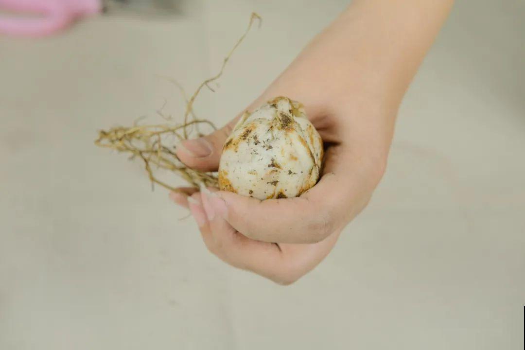 超好养的花，土里埋个“球”，俩月开出比脸大的花，满屋飘香