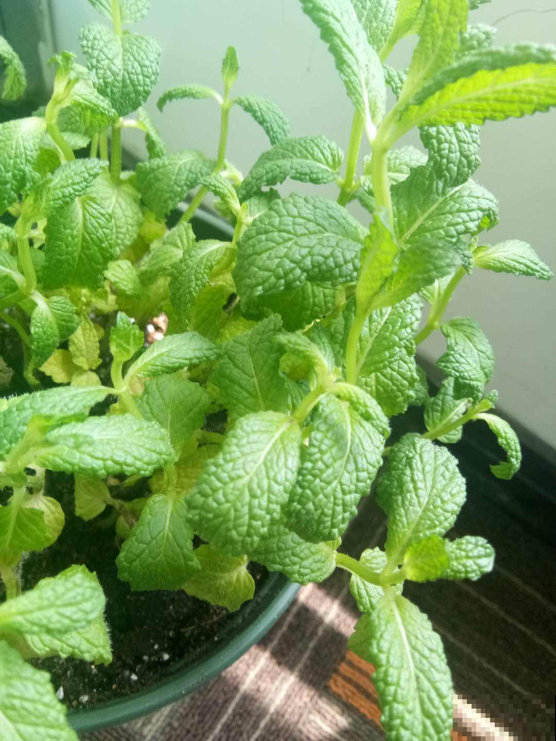 适合孩子养的7种花，好看又好养，感受奇妙生命