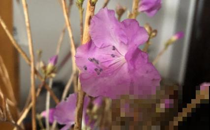 路边看到6种花，千万别随便采，可能会惹麻烦