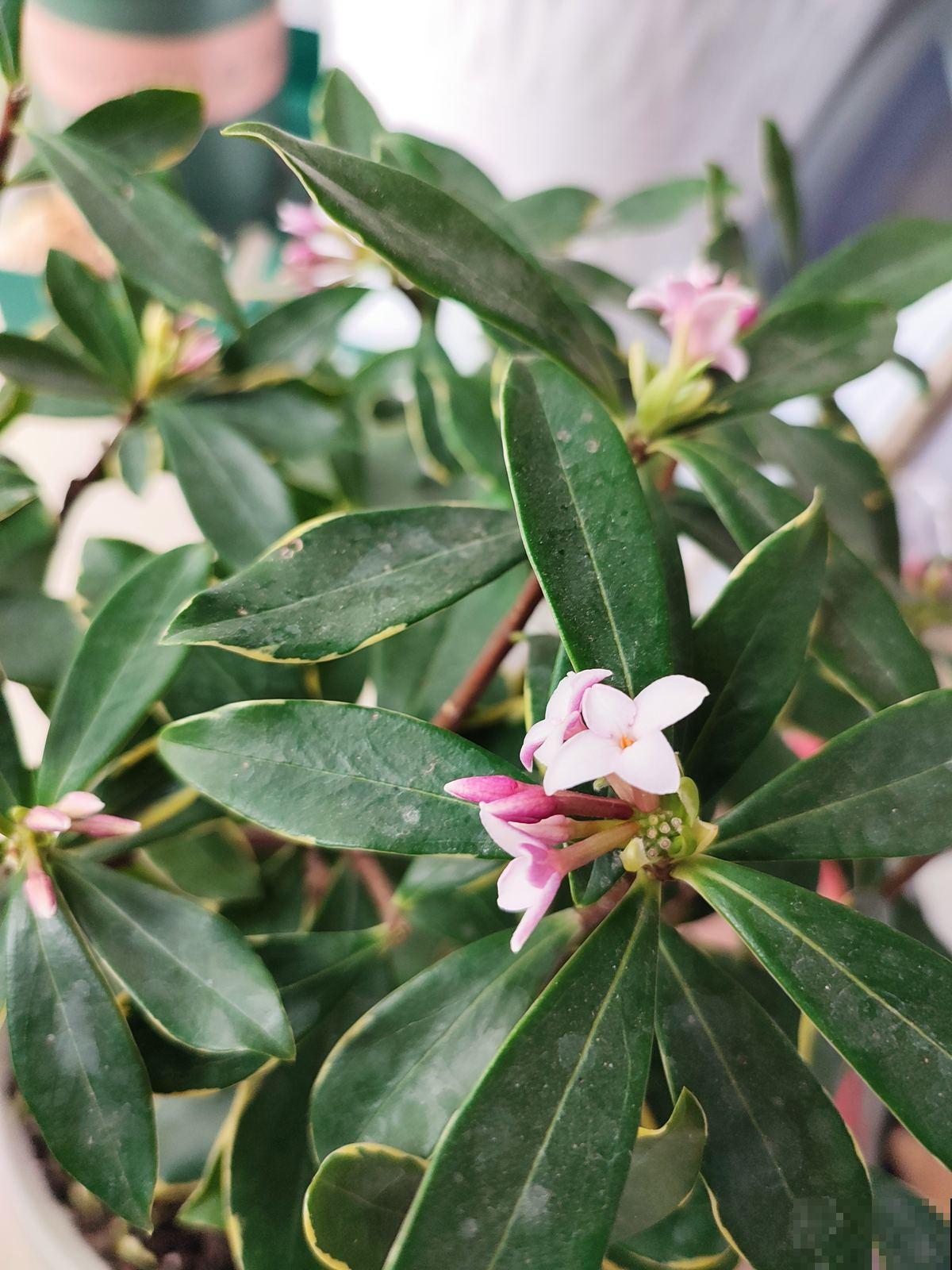 冬天养瑞香有“3怕”，抓紧预防，确保春节香花簇簇冒