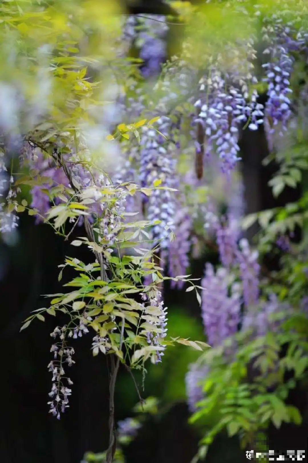 八种花养成老桩,有镇宅旺家好兆头,生机满满 八种花养成老桩,有镇宅旺家好兆头,生机满满