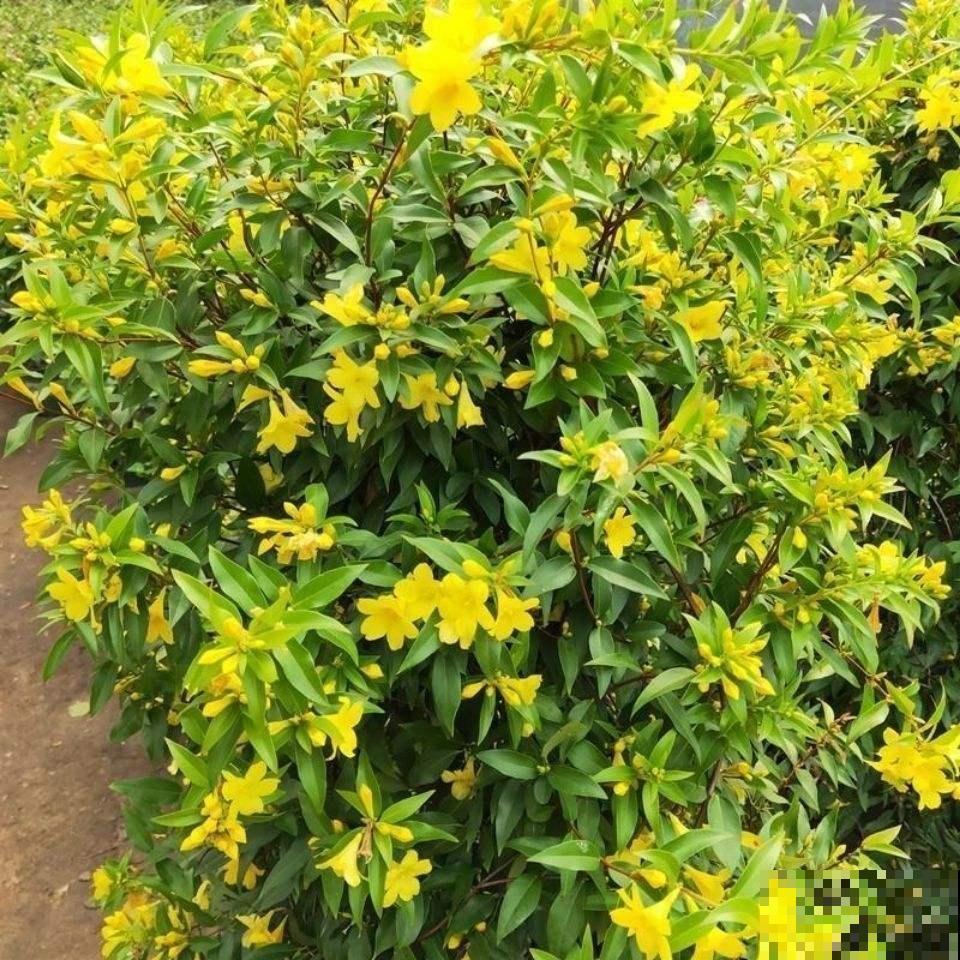 5种花有毒,出门看见后,千万别摘着吃 5种花有毒,出门看见后,千万别摘着吃