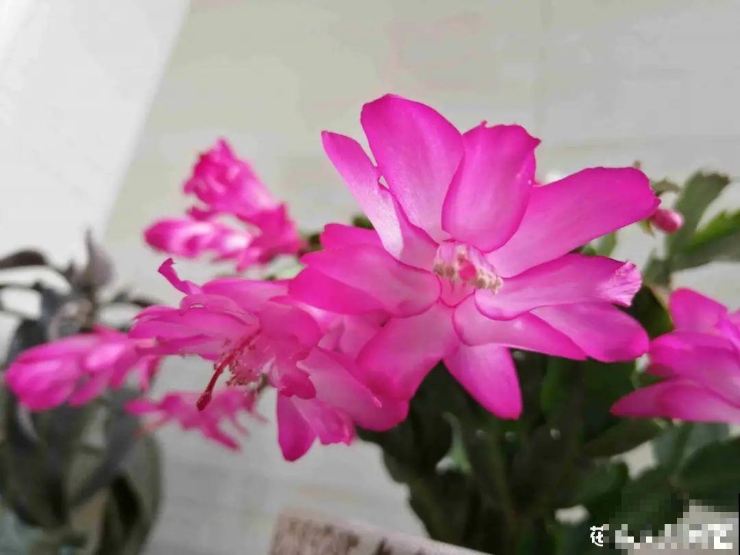 9种花特怕冷,现在赶紧套个袋,保暖很重要 9种花特怕冷,现在赶紧套个袋,保暖很重要