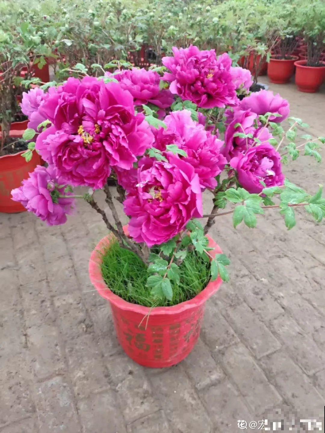 养的花一直不开花，主要是这6点做好，赶紧学起来