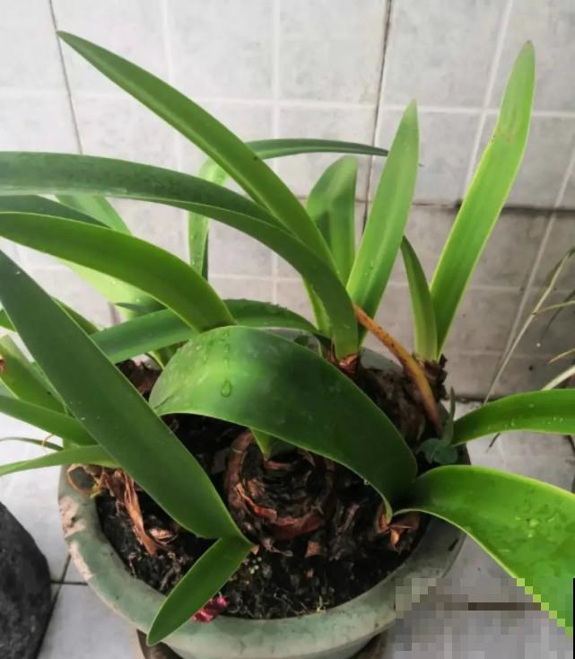 秋天给花补点“猛肥”,嫩芽一茬接一茬,花苞呼呼冒 秋天给花补点“猛肥”,嫩芽一茬接一茬,花苞呼呼冒