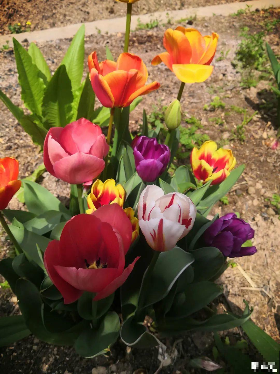 20种花，现在养正是开花好时候，再晚就过季了