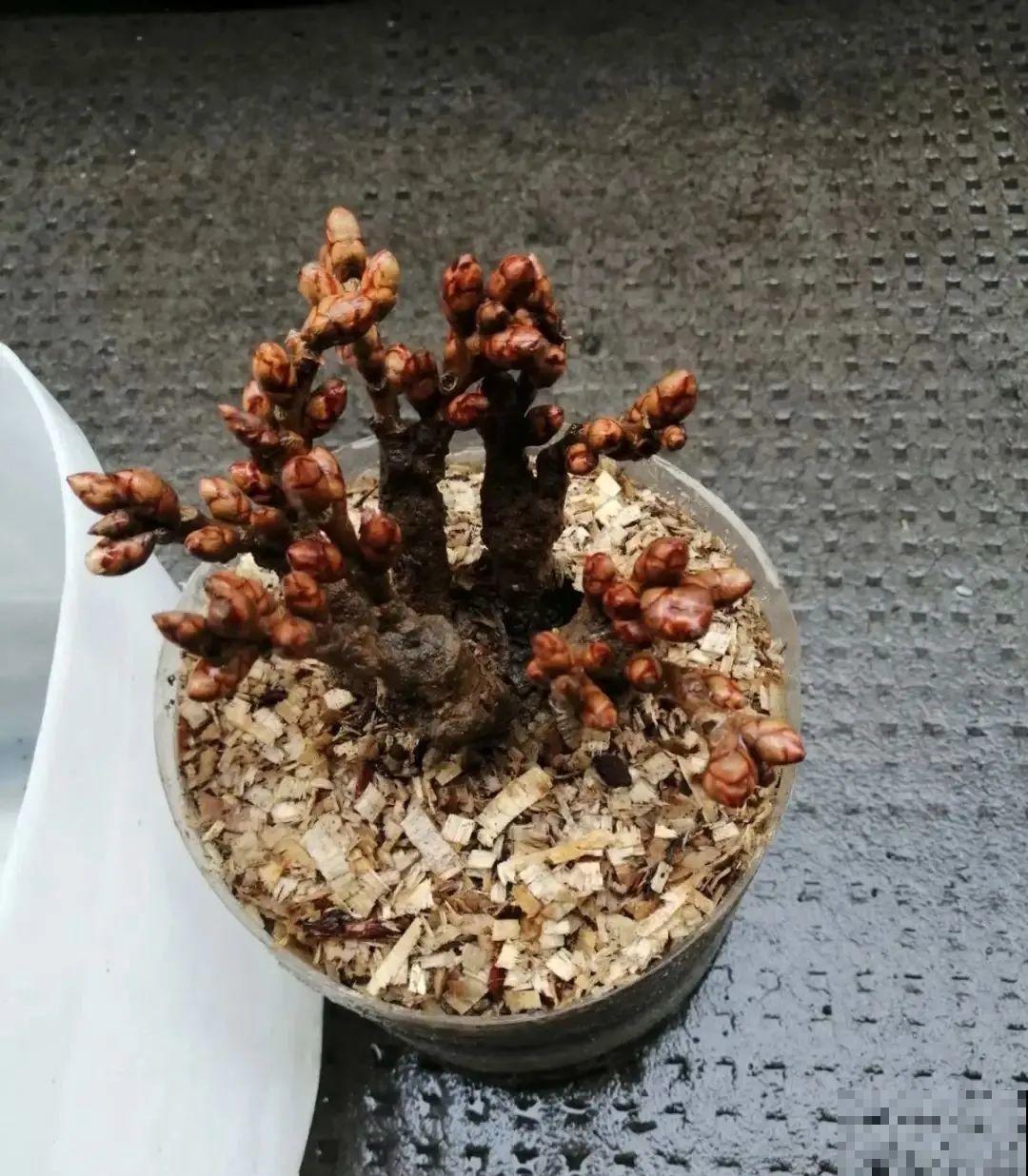 腊月买花要睁大眼,这8种花别要,养不活还浪费钱 腊月买花要睁大眼,这8种花别要,养不活还浪费钱