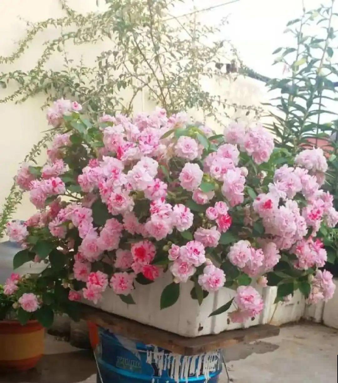 秋天必养的12种花，不用扦插，3个月爆开满盆花！