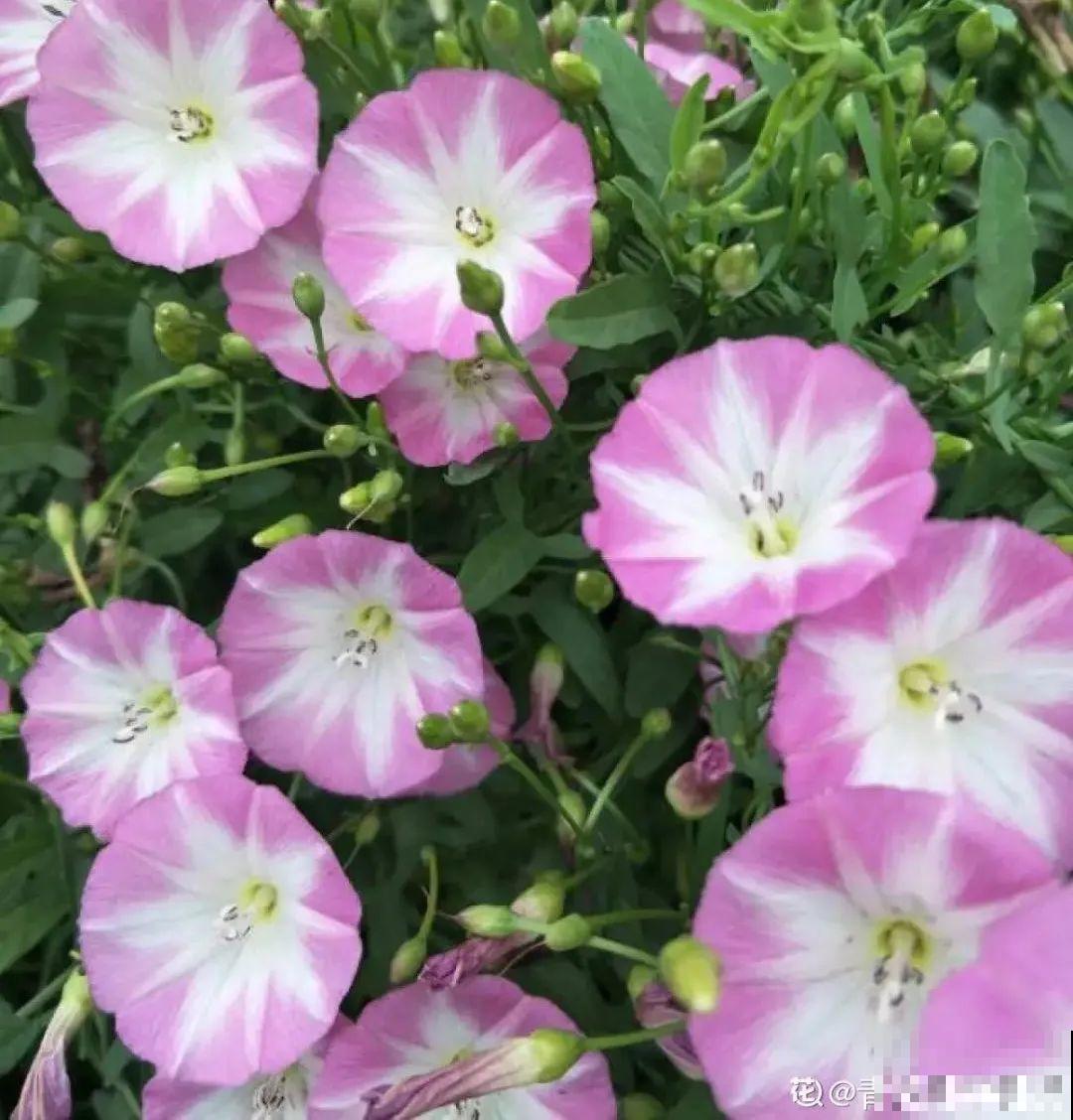 4组花长得太像,实在太容易认错,你能认出几个? 4组花长得太像,实在太容易认错,你能认出几个?