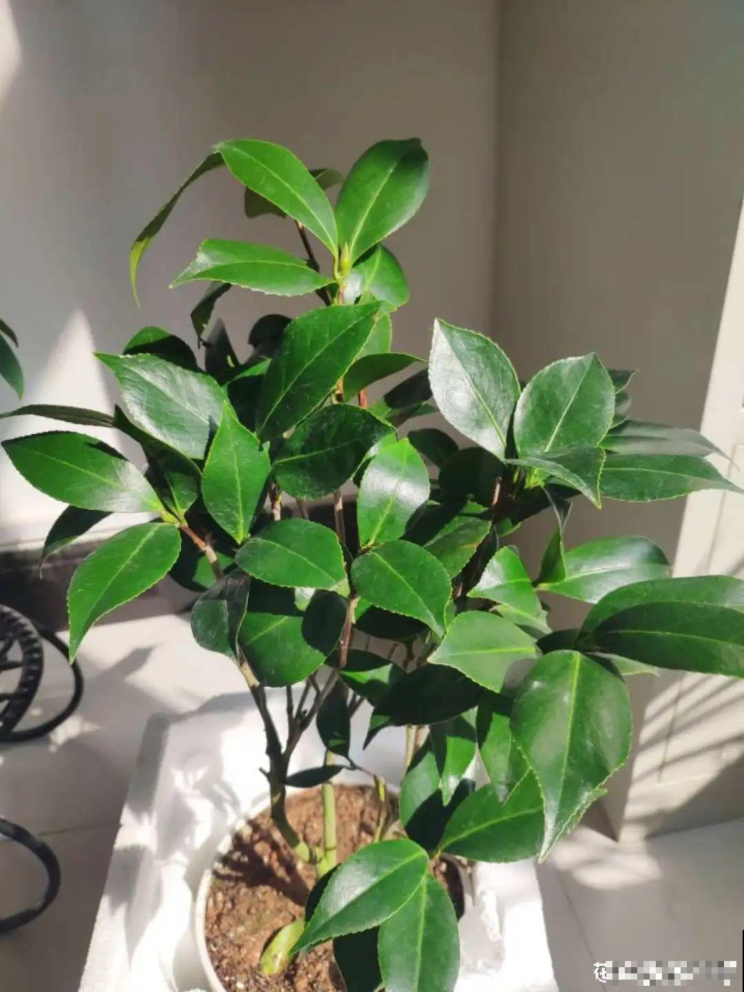 买茶花也要注意“坑”，注意5要点，叶子挺立有精神