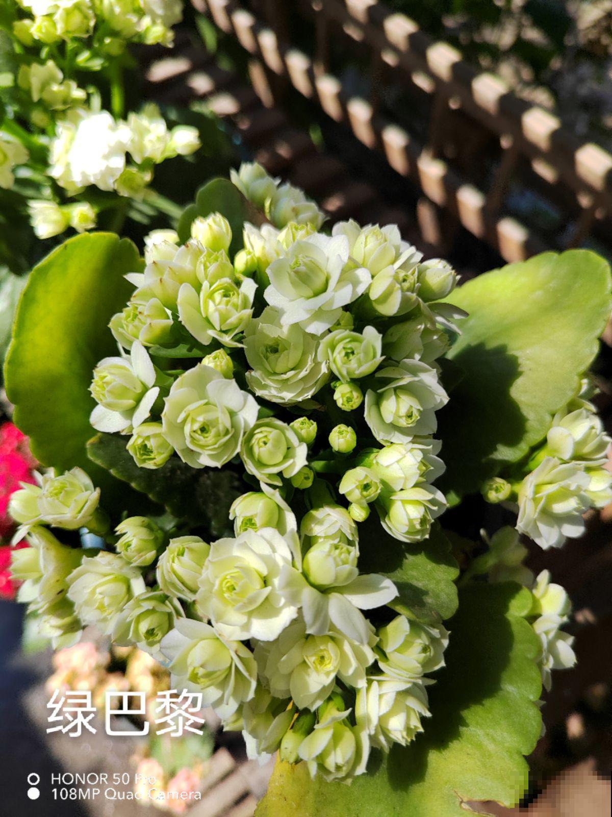 10月养长寿花要做2件事，不然白养大半年，根本不开花