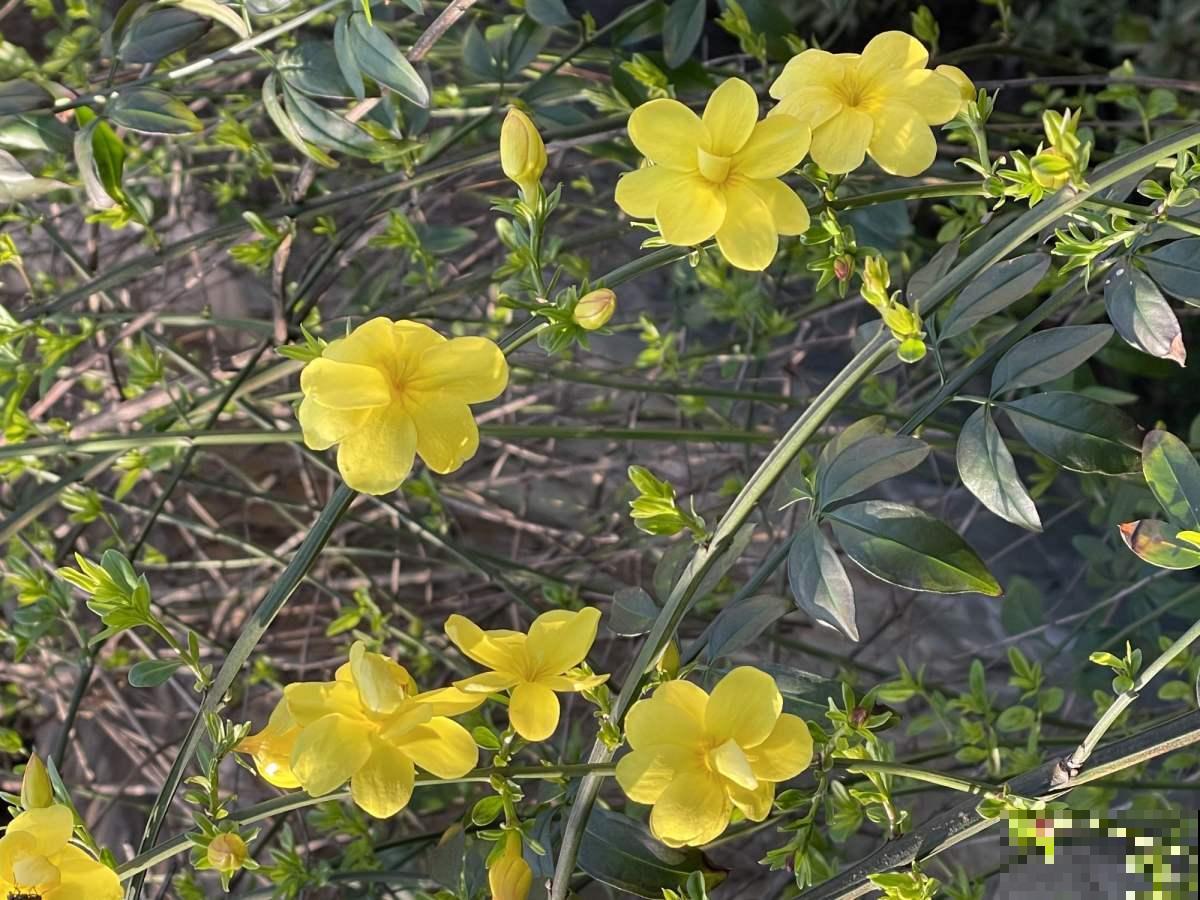 10种花，零下10℃也能过冬，长势一点不输南方