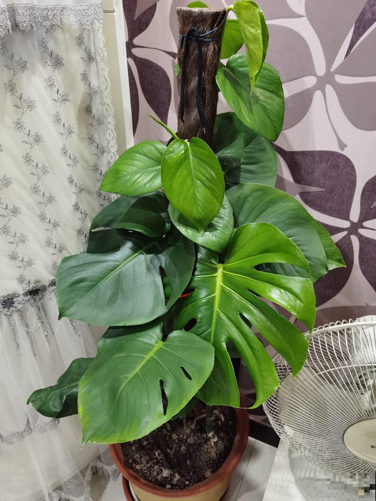 最近刚装修，推荐4种净化空气植物，摆在家里更清新