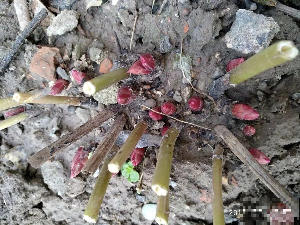 7种花冬天会假死，叶子掉光不要扔，明年还能大爆花！