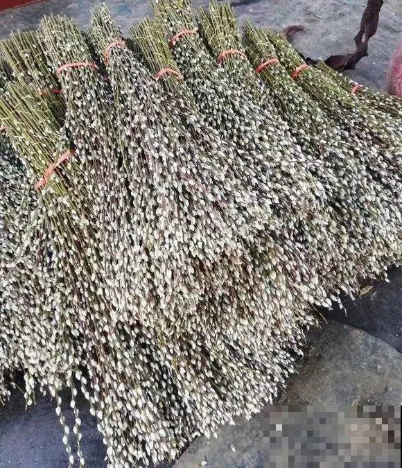 “家有银柳，越过越有”，当之无愧的“旺财花”，年前必须安排