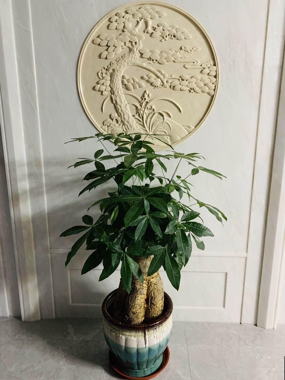 家里做生意,就养这6种植物,好运常在财源滚滚 家里做生意,就养这6种植物,好运常在财源滚滚