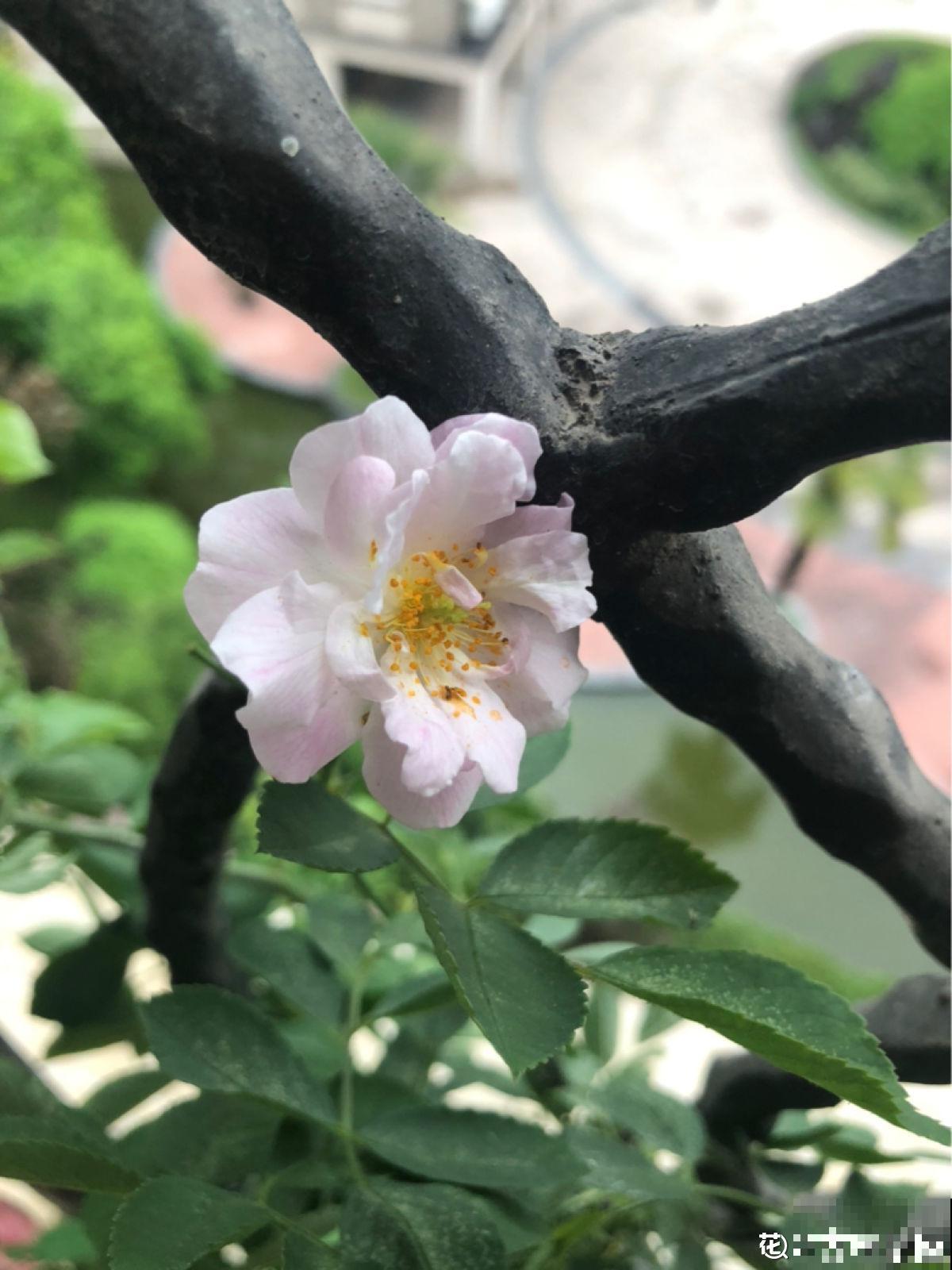 买花别再被骗了！4个花市常见骗局，你遇到过几个