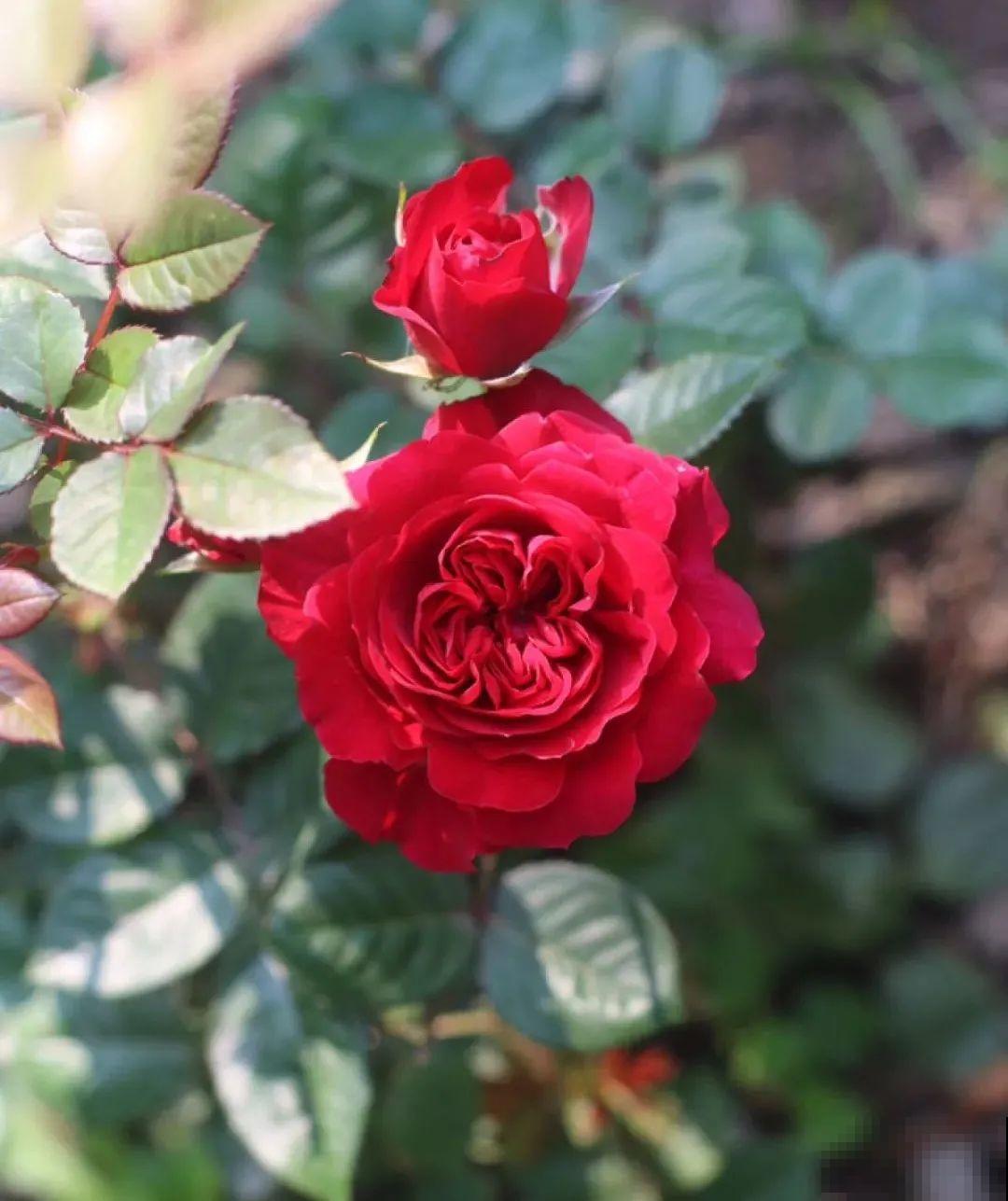 8种花，年年买，年年养死，今年可别当冤大头