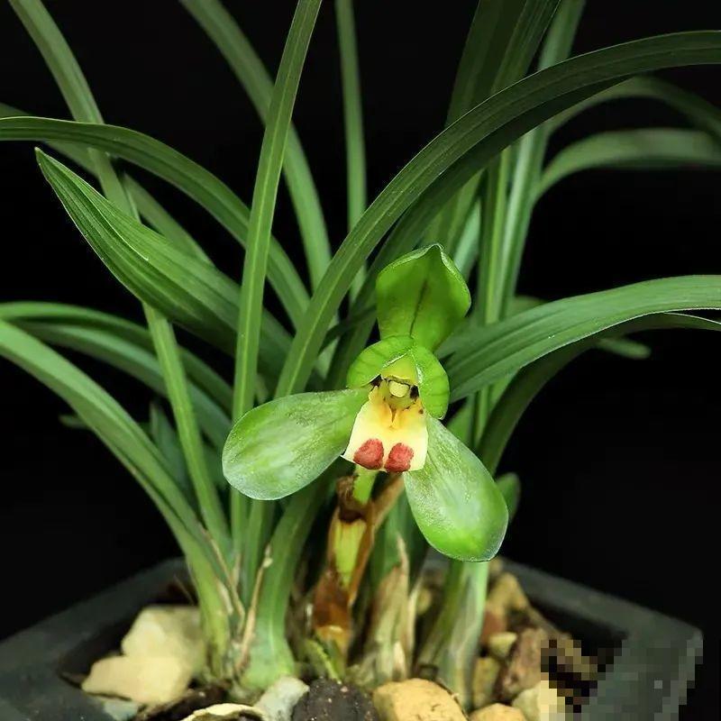 秋天在家养盆“香香花”，满屋子香味，还特耐寒