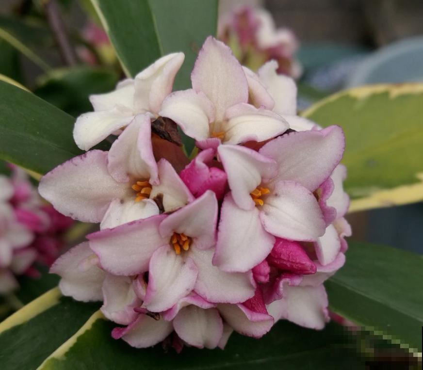 大牌香水的源头,令人热捧的"香水花",满屋子都是香味 大牌香水的源头,令人热捧的"香水花",满屋子都是香味