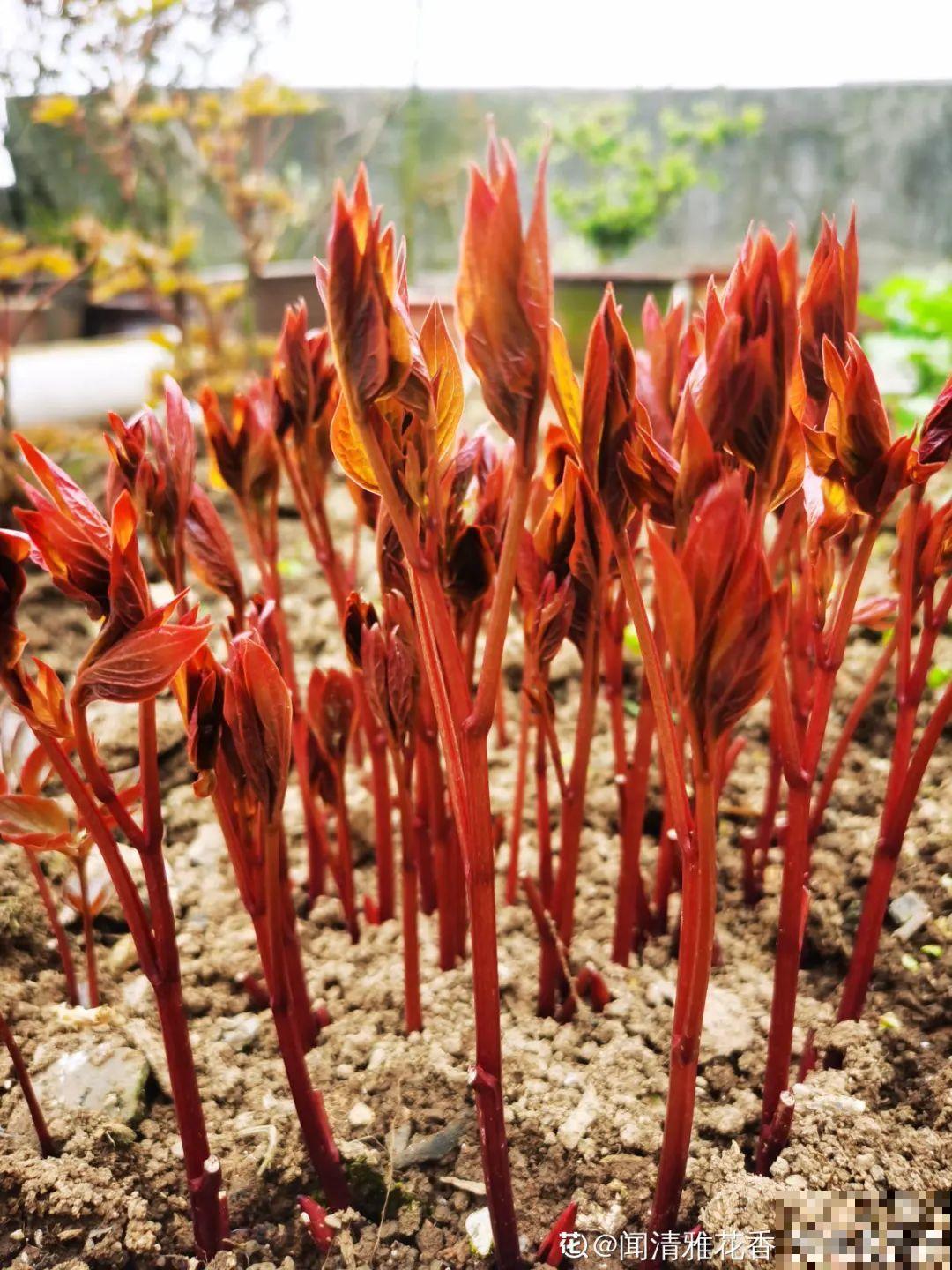 爱“生崽”的花,现在赶紧翻盆,一盆变多盆还能挣钱 爱“生崽”的花,现在赶紧翻盆,一盆变多盆还能挣钱