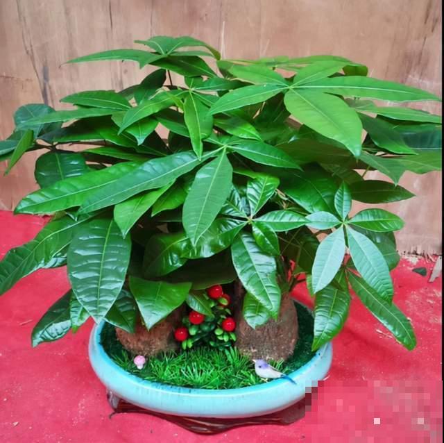 10种花，小盆“挤着养”，不烂根，植株旺，花苞突突冒