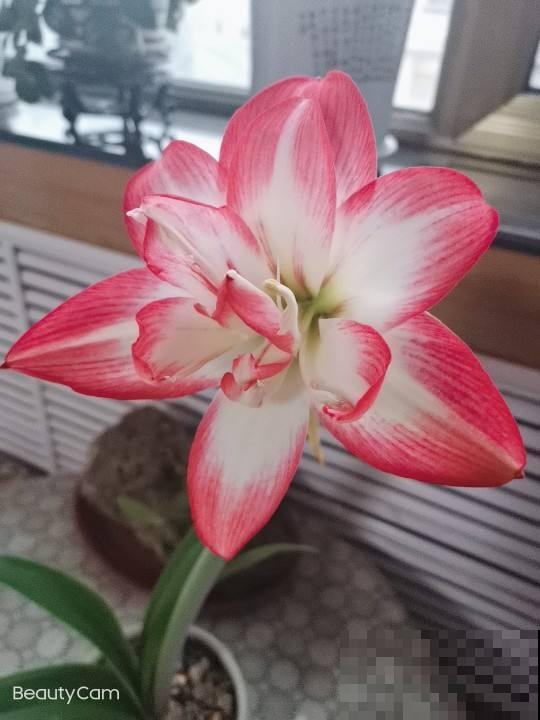 4种常见的朱顶红品种，养一盆就增色不少，开花比脸还大