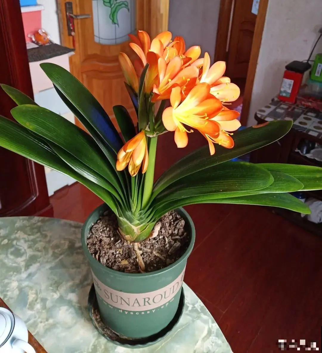 15种花，冬季浇水要注意，浇错了容易冻伤