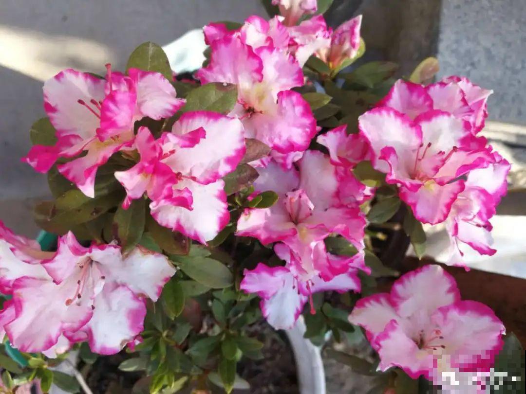 现在给花上秋肥，杆子粗、叶子密，不然冬天都冻死