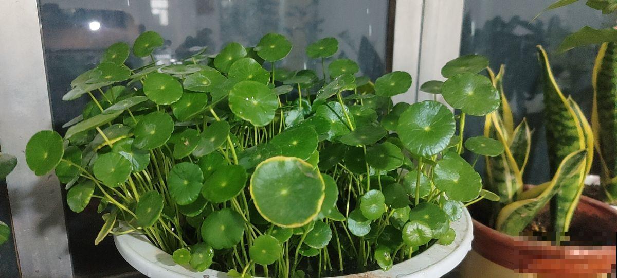 4种带“钱”的植物,在家养招财旺运,关键是太好养 4种带“钱”的植物,在家养招财旺运,关键是太好养