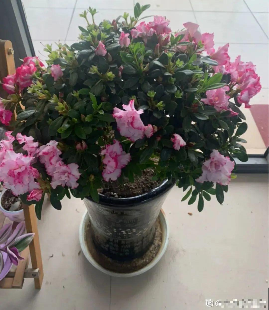 8种花，年年买，年年养死，今年可别当冤大头